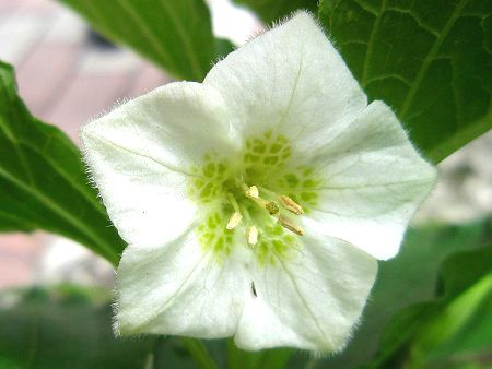 ホオズキ 鬼灯 酸漿 かぎけんweb