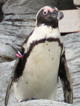 ケープペンギン Cape Penguin かぎけんweb