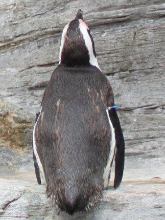 ケープペンギン Cape Penguin かぎけんweb ケープペンギン Cape Penguin かぎけんweb