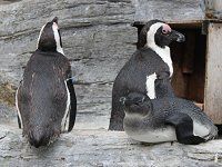 ケープペンギン(Cape Penguin)【かぎけんWEB】