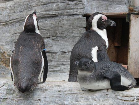 ケープペンギン Cape Penguin かぎけんweb