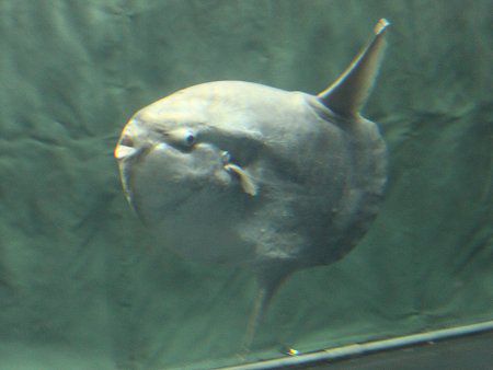 Images Of 翻車魚 Japaneseclass Jp