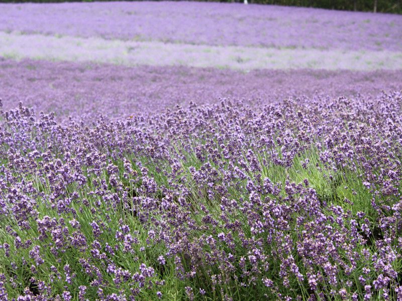 イングリッシュラベンダー(English lavender)【かぎけんWEB】)