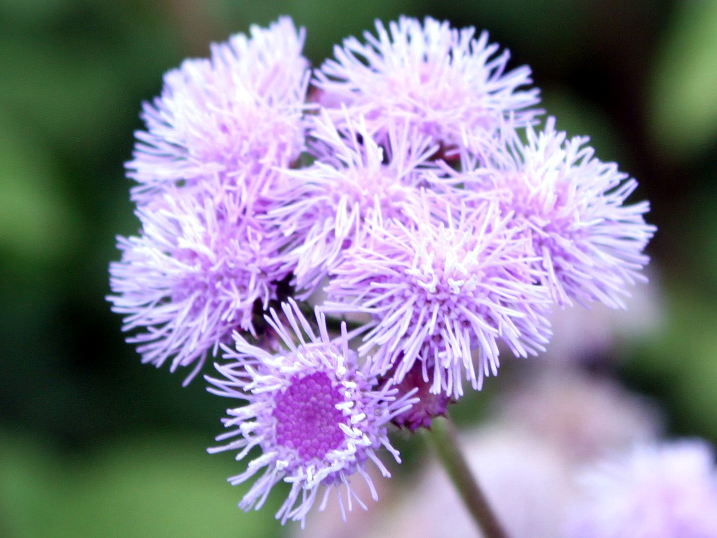 AQ^(Ageratum)