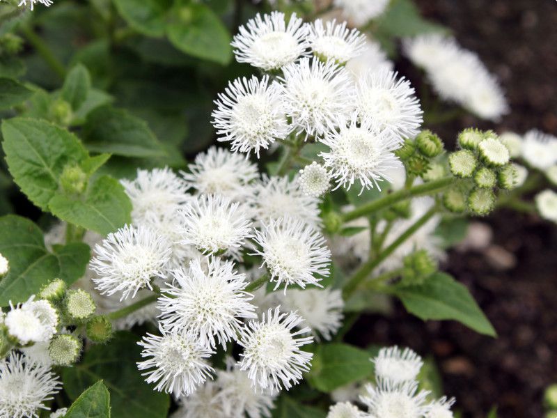 AQ^(Ageratum)