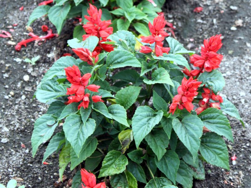 TrAEXvfX(Salvia splendens)