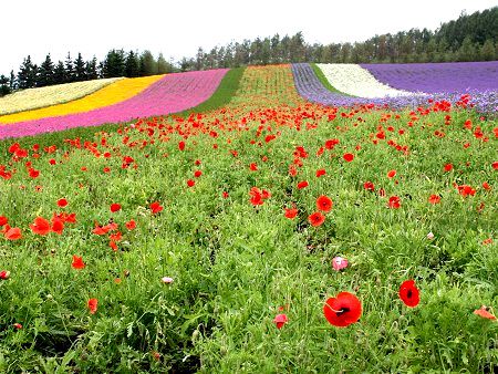 ヒナゲシ 雛罌粟 雛芥子 ひなげし かぎけんweb