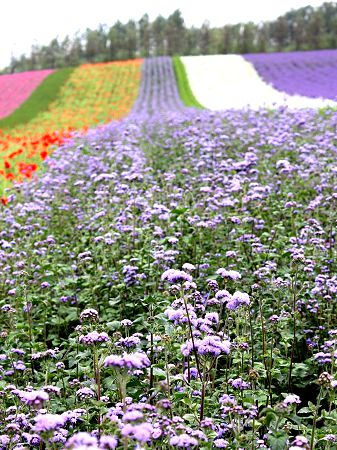 アゲラタム Ageratum かぎけんweb アゲラタム Ageratum かぎけんweb