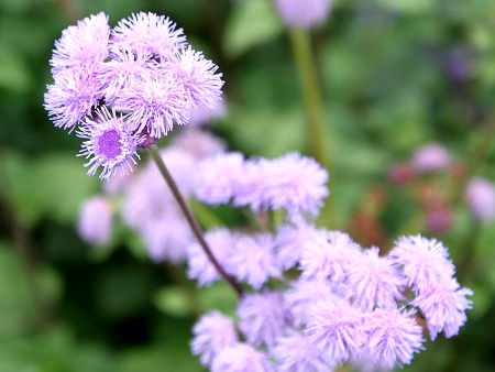 アゲラタム Ageratum かぎけんweb アゲラタム Ageratum かぎけんweb