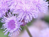 AQ^(Ageratum) 