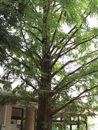 メタセコイア Metasequoia かぎけんweb メタセコイア Metasequoia かぎけんweb