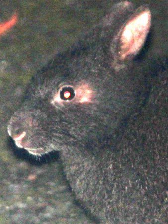 アマミノクロウサギ 奄美の黒兎 かぎけんweb