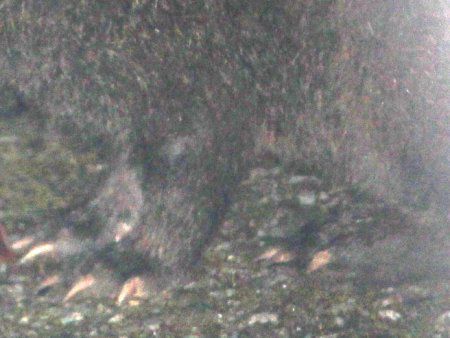 岸本ウラチ　アマミノクロウサギ 18546f7891ed8613fda4d5f96d1310