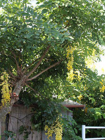 ゴールデンシャワー ツリー Golden Shower Tree かぎけんweb