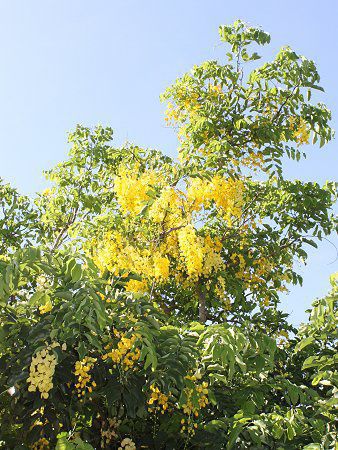 ゴールデンシャワー ツリー Golden Shower Tree かぎけんweb