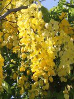 S[fV[Ec[(Golden Shower Tree)