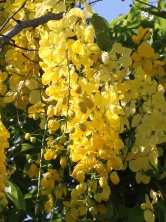 ゴールデンシャワー ツリー Golden Shower Tree かぎけんweb