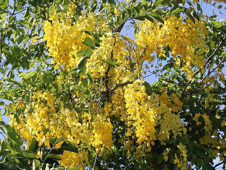 ゴールデンシャワー ツリー Golden Shower Tree かぎけんweb