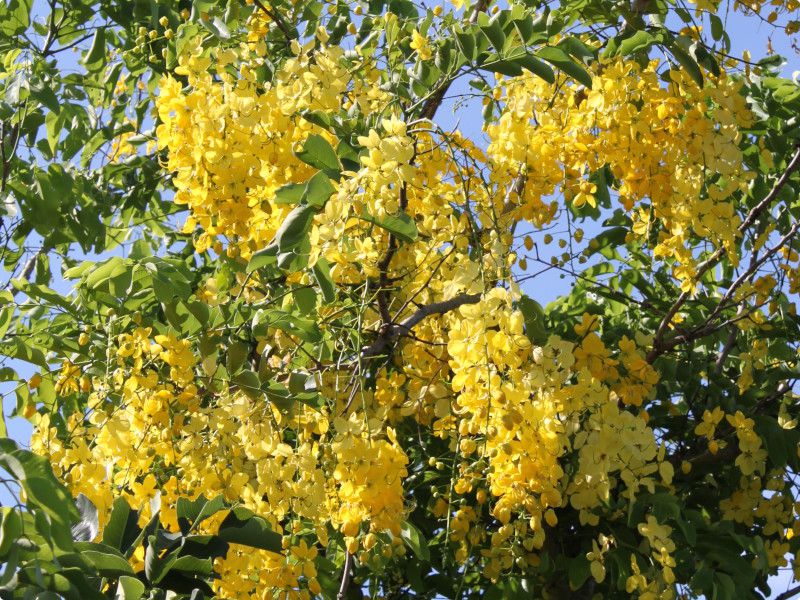 S[fV[Ec[(Golden Shower Tree)