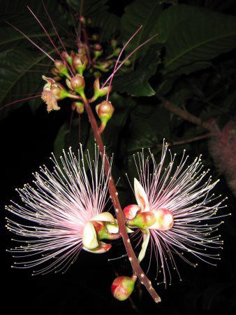 サガリバナ 下がり花 かぎけんweb