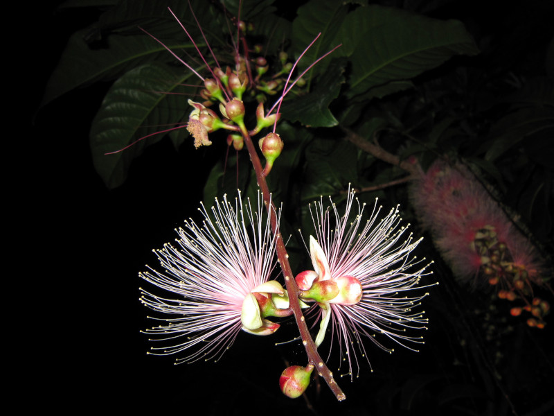 サガリバナ　苗　幻想的な植物　さわふじ　白花木