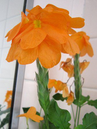 クロサンドラ Crossandra