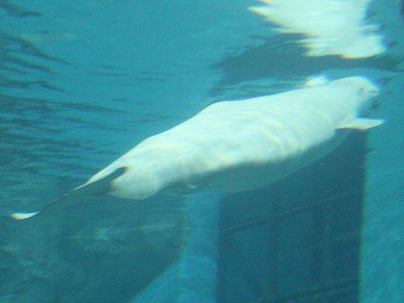 ベルーガ Beluga またの名はシロイルカ 白海豚 かぎけんweb