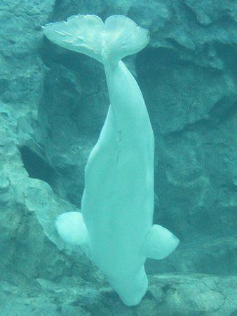 ベルーガ Beluga またの名はシロイルカ 白海豚 かぎけんweb