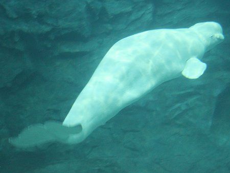 ベルーガ Beluga またの名はシロイルカ 白海豚 かぎけんweb