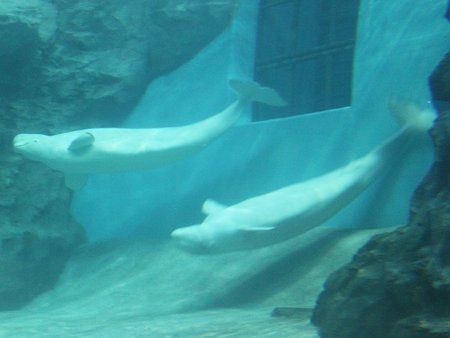 ベルーガ Beluga またの名はシロイルカ 白海豚 かぎけんweb