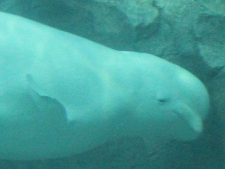 ベルーガ Beluga またの名はシロイルカ 白海豚 かぎけんweb