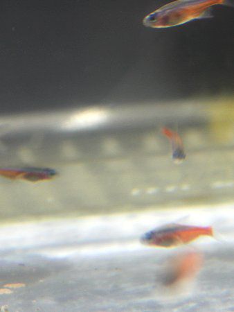 カージナルテトラ（Cardinal tetra）