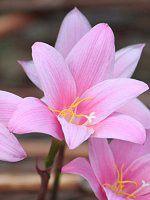 樹と花 048-メインカット_C4A0053-1.jpg
