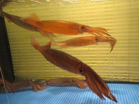 スルメイカ 鯣烏賊 かぎけんweb スルメイカ 鯣烏賊 かぎけんweb