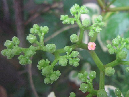 ヤブガラシ 藪枯らし かぎけんweb ヤブガラシ 藪枯らし かぎけんweb