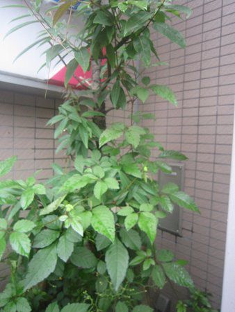 ヤブガラシ 藪枯らし かぎけんweb ヤブガラシ 藪枯らし かぎけんweb