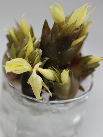 ミョウガ 茗荷 かぎけんweb ミョウガ 茗荷 かぎけんweb