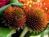 GLiZAEvvAiEchinacea purpureaj