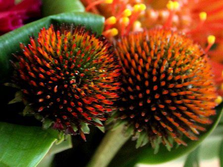 エキナセア・プルプレア(Echinacea purpurea)【かぎけんWEB】
