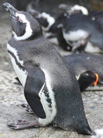 マゼランペンギン Magellanic Penguin かぎけんweb