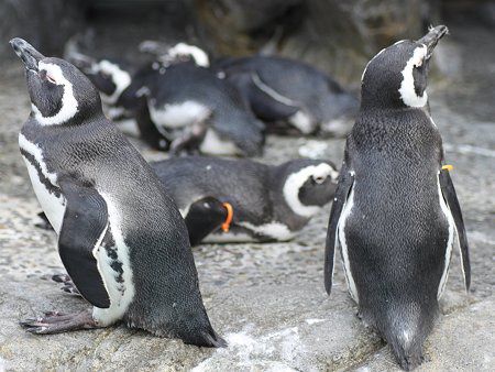 マゼランペンギン Magellanic Penguin かぎけんweb