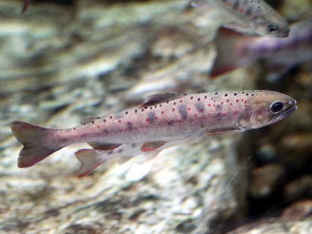 立体魚拓 アマゴ 雨子 天魚 ロッド