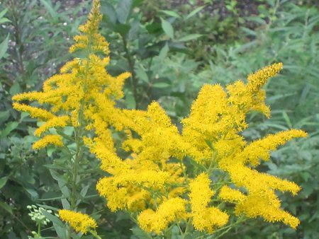 セイタカアワダチソウ 背高泡立草 かぎけんweb