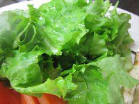 どこか産レタス グリーンレタス(Green Lettuce)【かぎけんWEB】