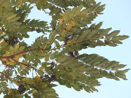 烏山椒ページ 国産純粋はちみつ 烏山椒（カラスザンショウ）280g