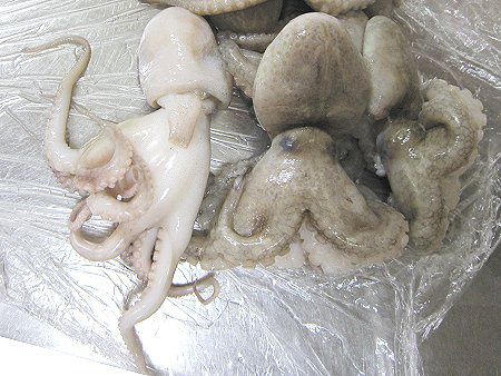 イイダコ 飯蛸 かぎけんweb イイダコ 飯蛸 かぎけんweb