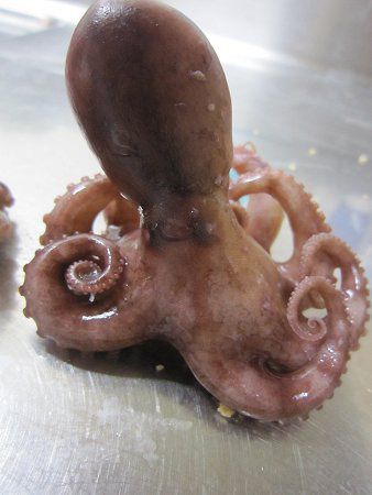 イイダコ 飯蛸 かぎけんweb イイダコ 飯蛸 かぎけんweb