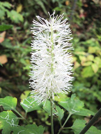 野草図鑑 かぎけんweb