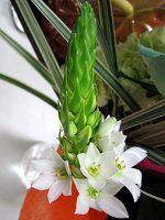 I[j\KE}OiiOrnithogalum magnumj