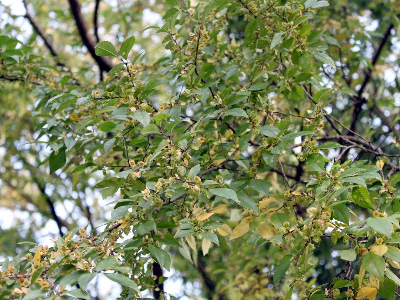 �A�L�T���S(�H�X��)